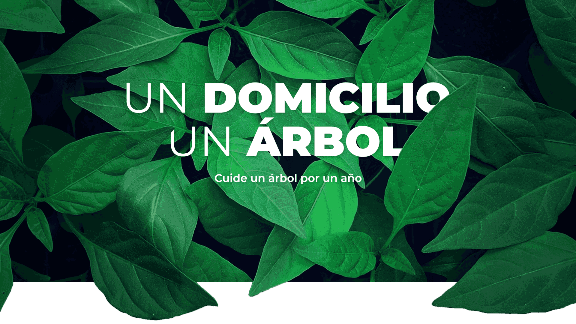 Cuide un árbol por un año