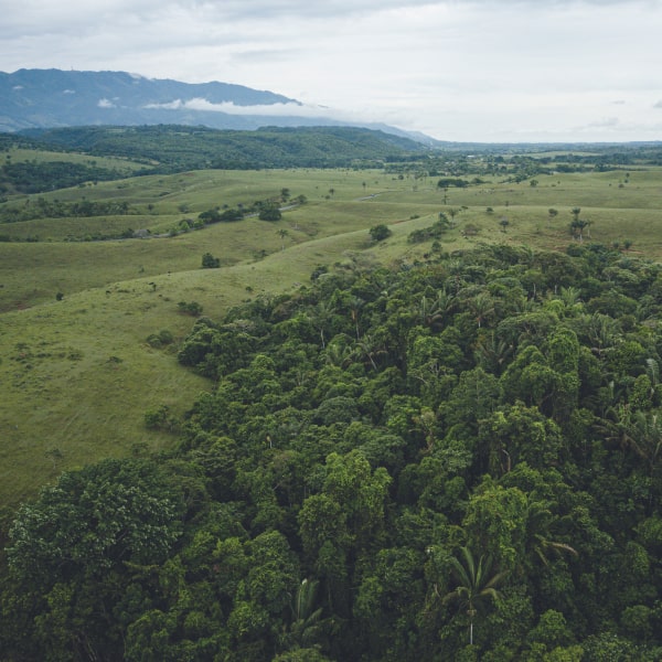 Un Domicilio Un Árbol