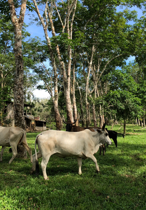 Ganadería sostenible